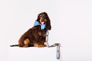 Royal bow Dog collar and leash-   KCDD 16
