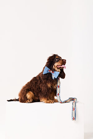 Royal bow Dog collar and leash-   KCDD 16