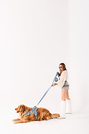 Blue majesty swan Dog set-   KCDD 07