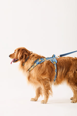 Blue majesty swan Dog set-   KCDD 07