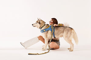 Golden Edge couture Dog set-   KCDD 01