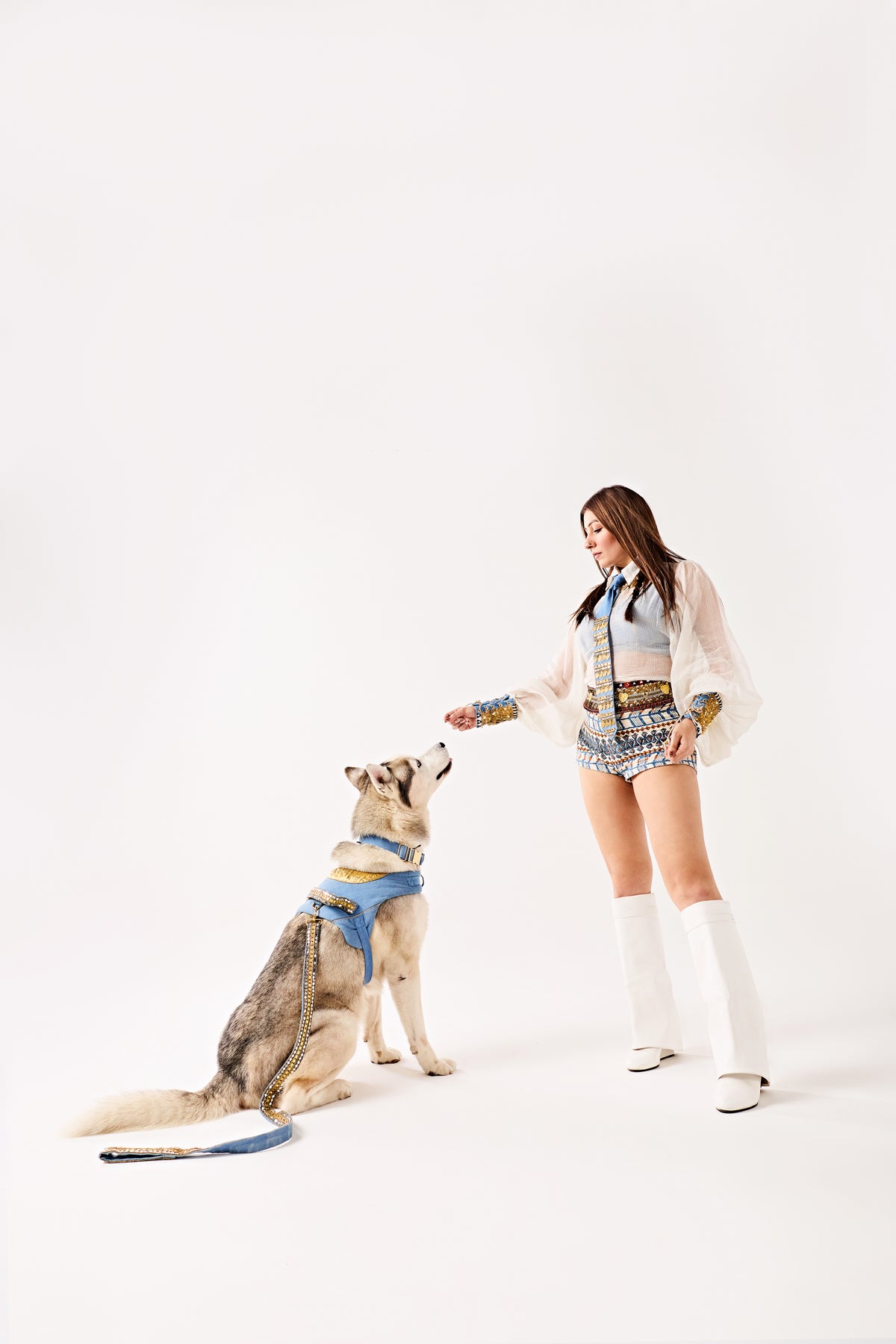 Golden Edge couture Dog set-   KCDD 01