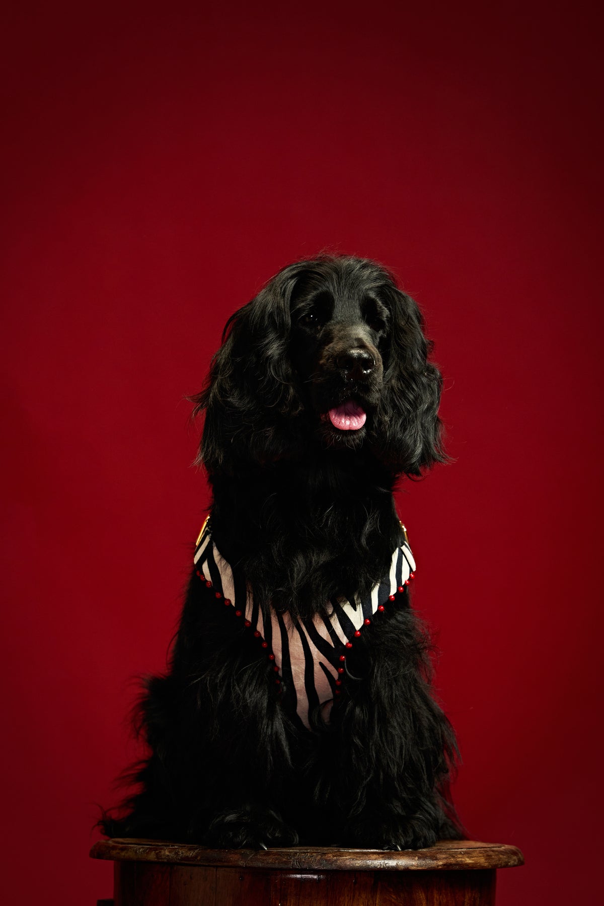 Classic edge zebra Dog harness and collar-   KCITW 10