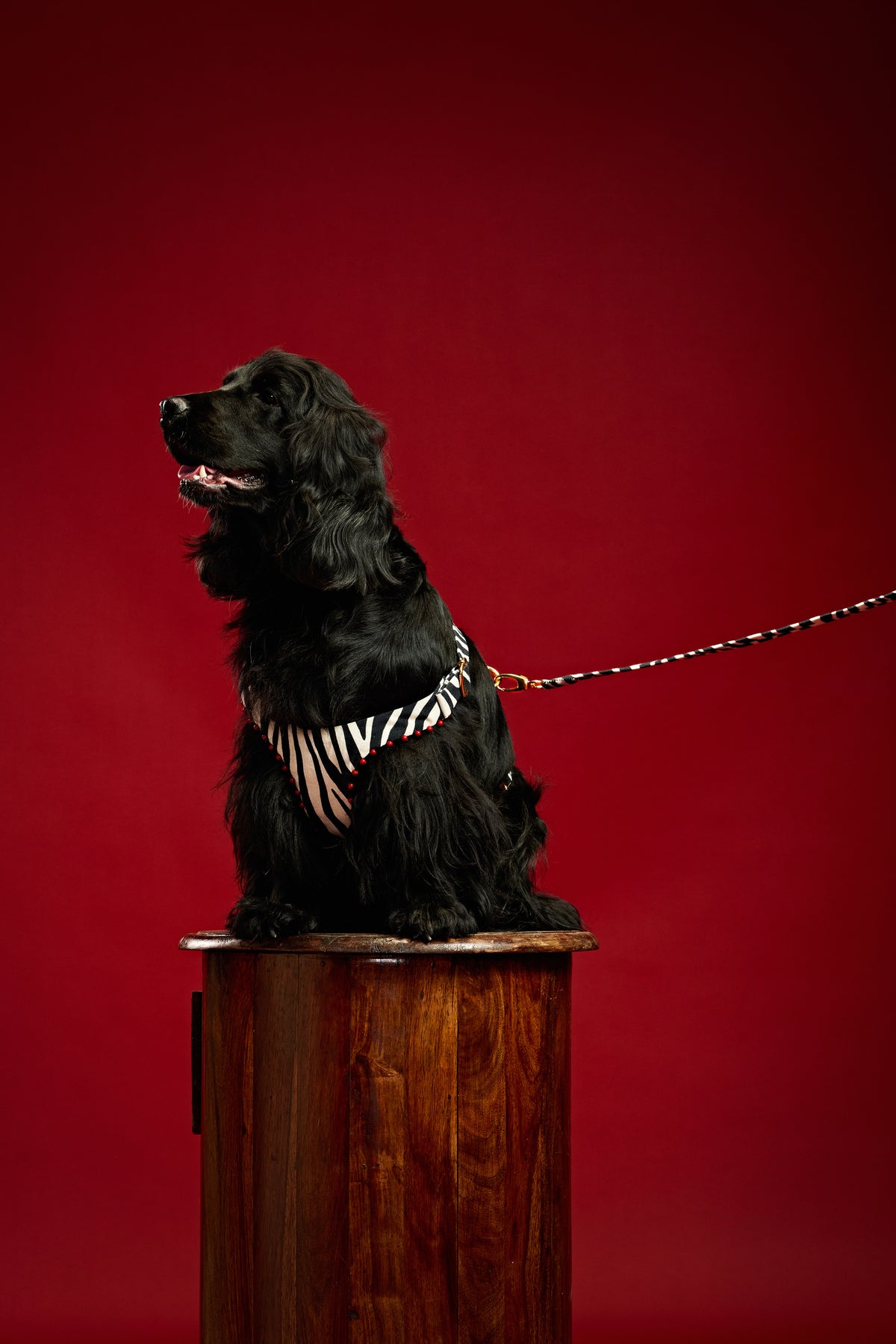 Classic edge zebra Dog harness and collar-   KCITW 10