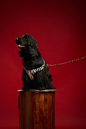 Classic edge zebra Dog harness and collar-   KCITW 10
