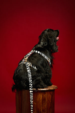 Classic edge zebra Dog harness and collar-   KCITW 10