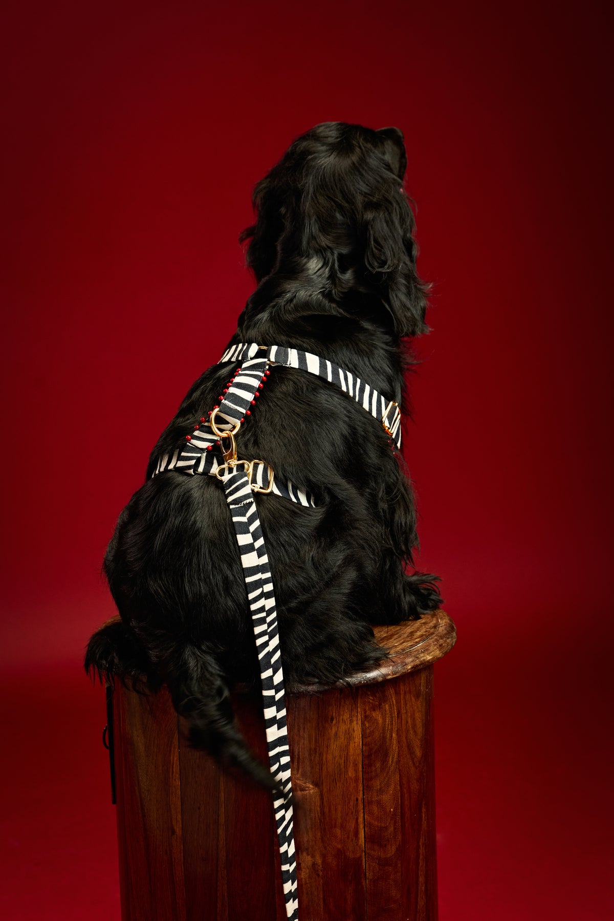Classic edge zebra Dog harness and collar-   KCITW 10