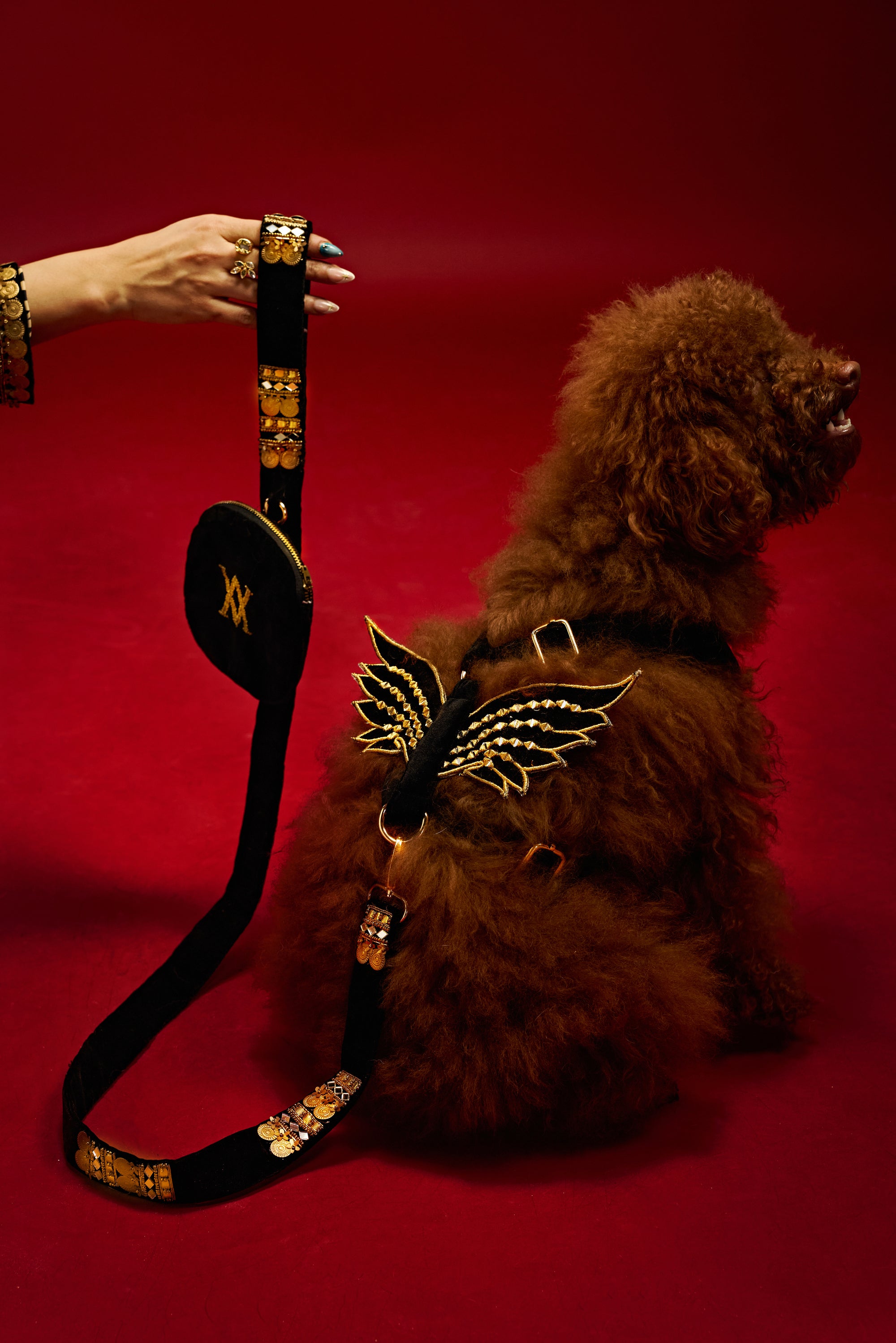 Royal winged luxe Dog set-   KCDD 13