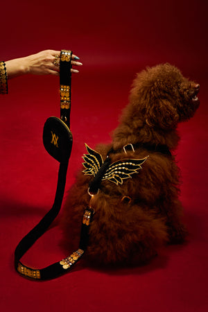 Royal winged luxe Dog set-   KCDD 13
