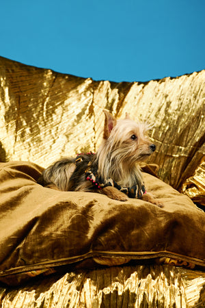 Leopard glam couture Dog harness and leash-   KCITW 09