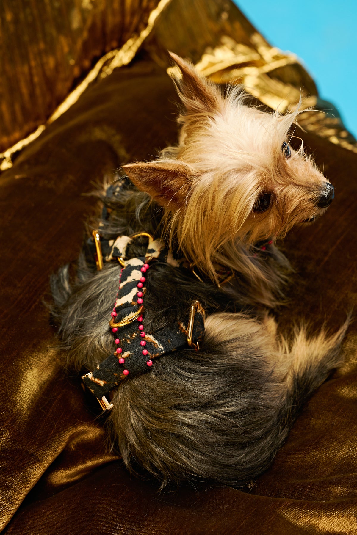 Leopard glam couture Dog harness and leash-   KCITW 09