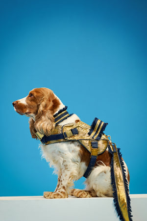 Imperial gold edition Dog set-   KCITW 11