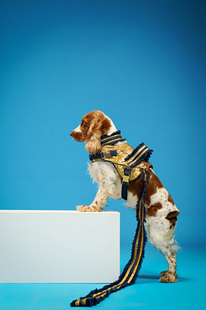 Imperial gold edition Dog set-   KCITW 11