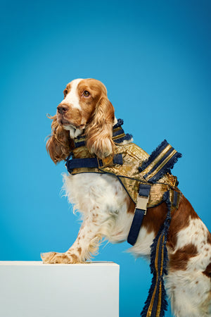 Imperial gold edition Dog set-   KCITW 11