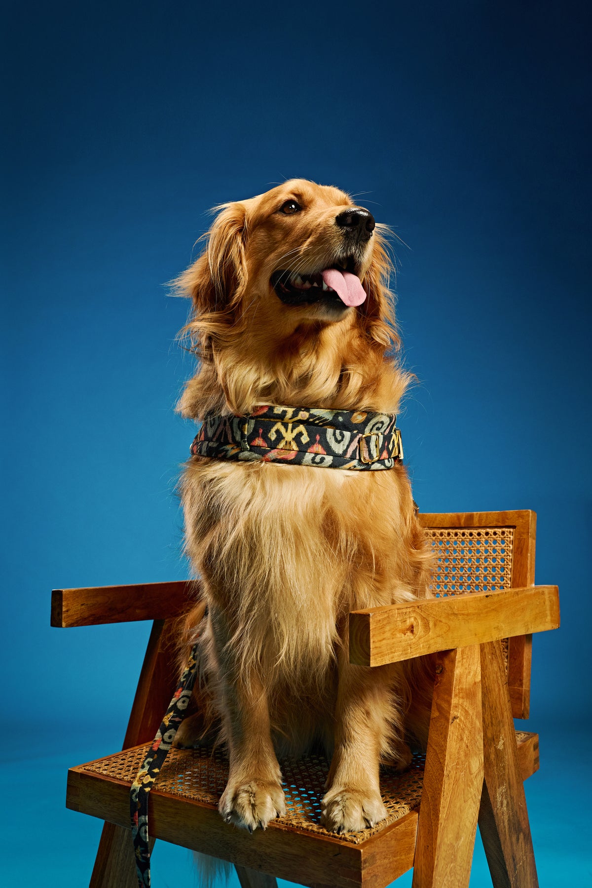 Boho luxe Dog harness and leash-   KCITW 06