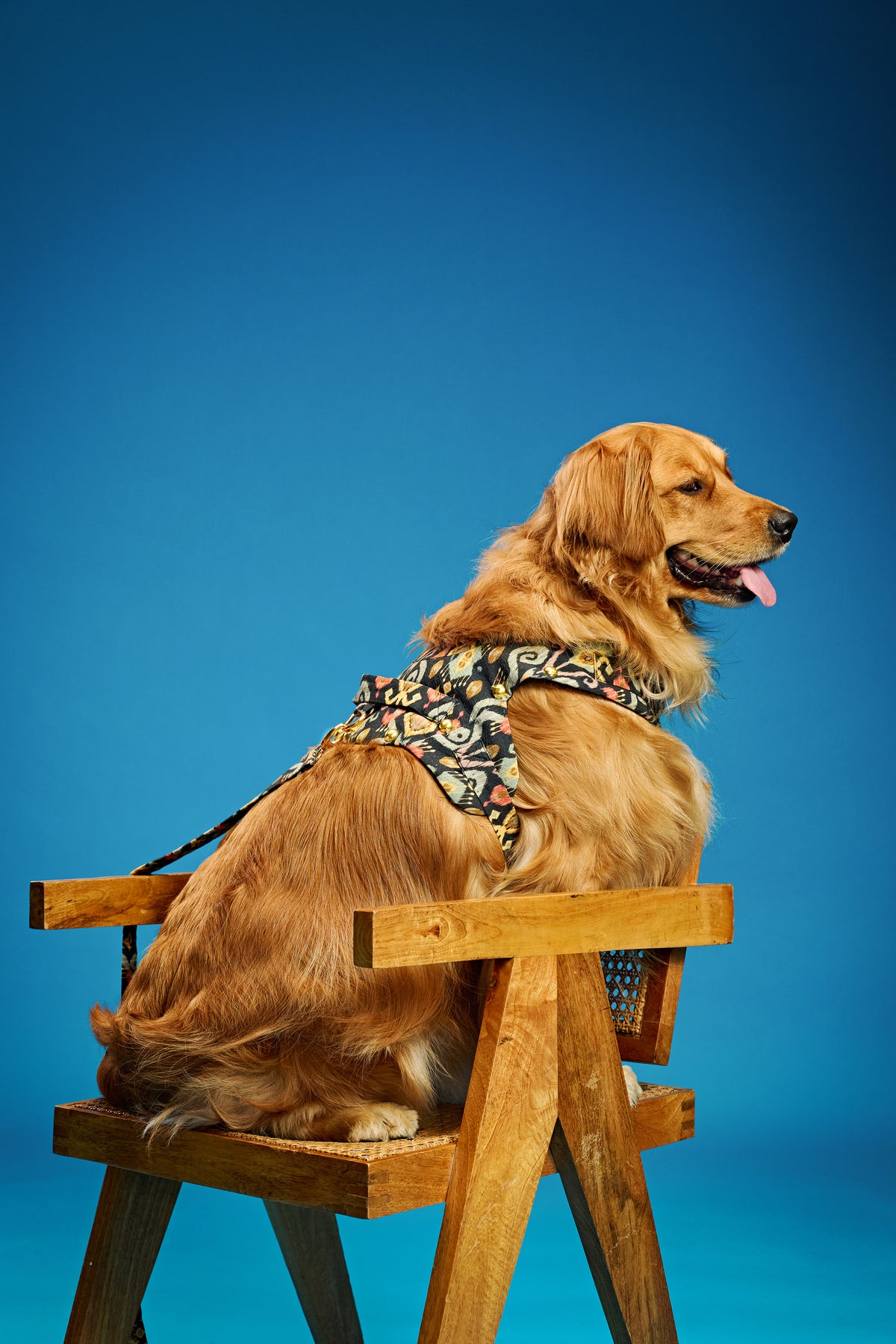 Boho luxe Dog harness and leash-   KCITW 06