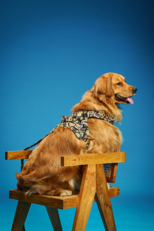 Boho luxe Dog harness and leash-   KCITW 06